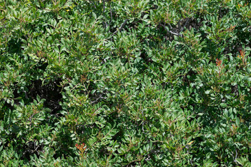 Close-up view of Pistacia lentiscus shrubs growing in the coastal dune ecosystem of Bolonia Beach, Tarifa, Cadiz, Spain, showing dense Mediterranean evergreen vegetation. © ihervas