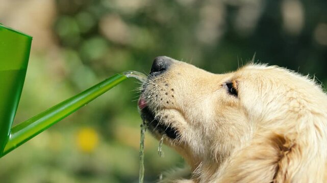 Golden Retriever drinking fresh water from a watering can on a hot summer day. Happy dog cooling down outdoors, staying hydrated during heatwave in sunny garden.