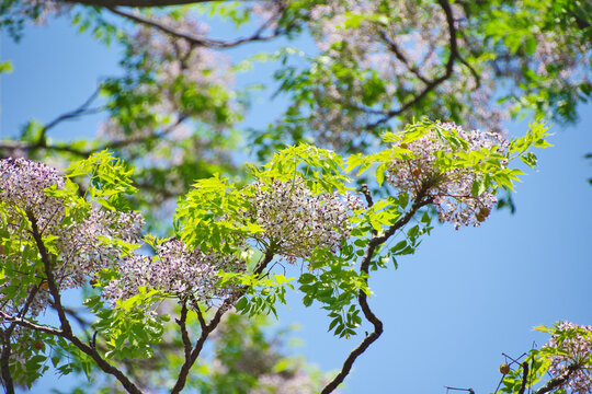 Melia azedarach tree blooming with green leaves in Fukuoka Ohori Park, Japan. Japanese Chinaberry tree branches growing with spring blossoms and fresh green foliage