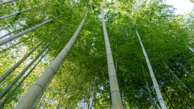 Bamboo forest on the path to Mount Inari summit
