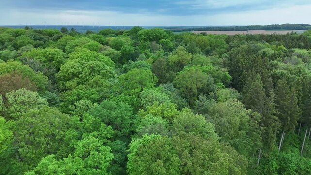 Forward drone flight above lush green forest canopy in spring