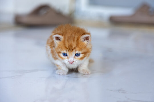 Cute kitten with bright blue eyes on a smooth surface