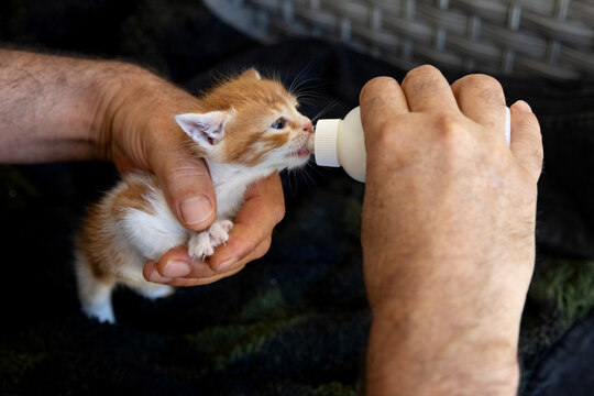Feeding a tiny kitten with a bottle