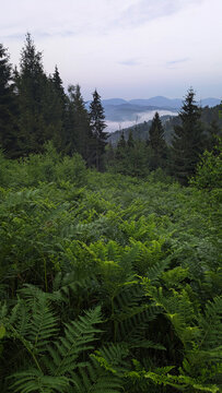 beautiful Carpathian landscape