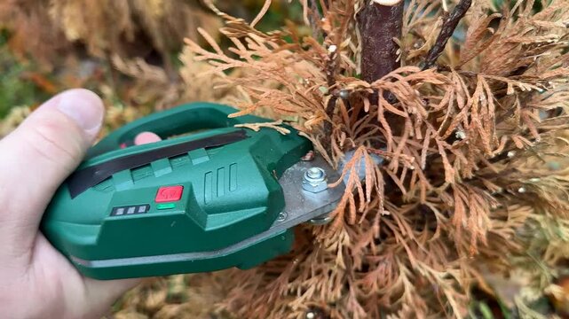 Close view of electric pruning shears cutting dry brown plant stems outdoors, focused on garden maintenance and seasonal cleanup, practical and workmanlike mood