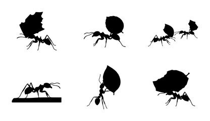 70 Leafcutter ant silhouettes set, black ant colony carrying leaves vector, hardworking insect worker icons, nature and teamwork concept graphics 100 © Mitu321