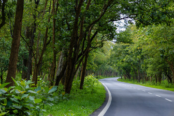 Scenic winding road through a lush tropical forest in India with a dense green canopy. Perfect for travel, road trips, nature, transportation, eco-tourism, adventure, and conservation themes. © Nature Clicks