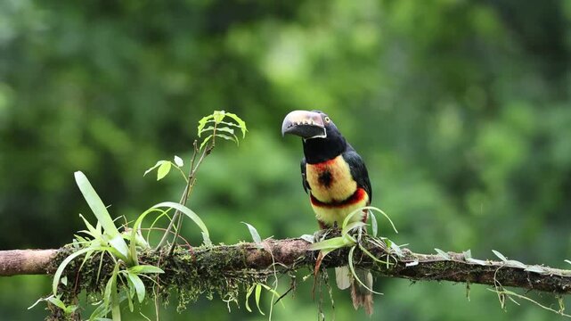 Collared Aracari (Pteroglossus torquatus) perched in the tropical rainforest of Costa Rica