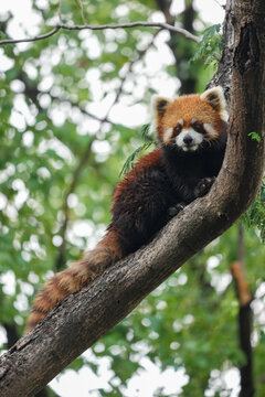 red panda in rain