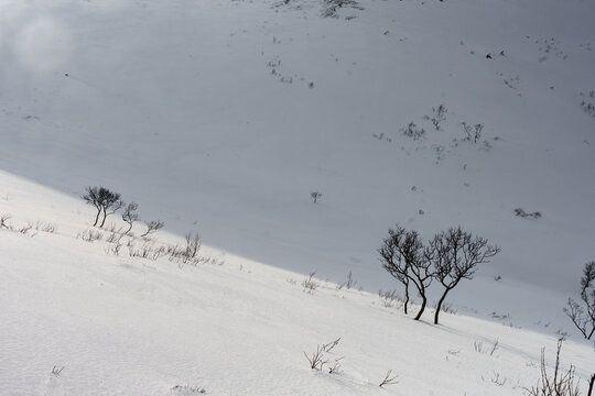Wintry trees in Lofoten's snowy landscape