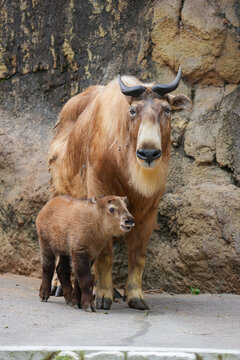 golden takin calf and mom