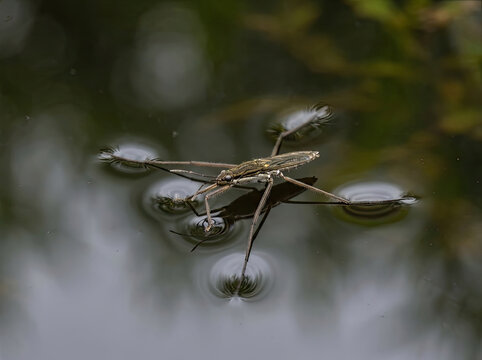 Water strider gliding calm water surface, creating around it, showcasing nature beauty