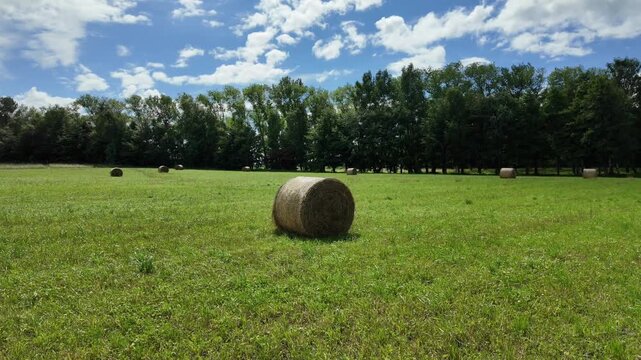 Round hay bales on a vast green summer field with trees in the background. Agricultural straw rolls on a rural pasture under a bright blue sky with white clouds.