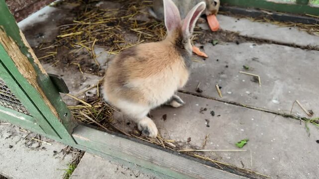 Close-up of a cute little ginger bunny rabbit sniffing camera in a cage. Young fluffy domestic hare in the hutch at the countryside farm.
