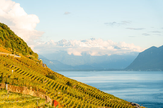 Lake Geneva vineyard terraces overlooking calm alpine water