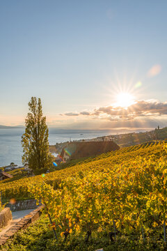 Sunlit vineyard hillside overlooking Lake Geneva at sunset