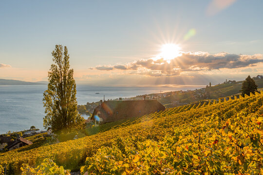 Sunrise over vineyard terraces above Lake Geneva, Switzerland