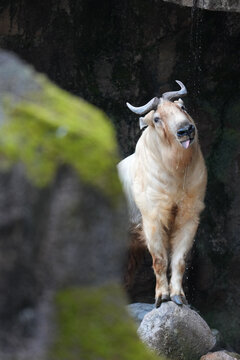 golden takin