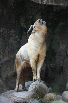 golden takin