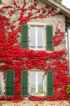 Autumn ivy covering house facade with green shutters
