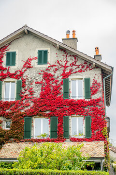 Traditional house facade with red ivy and green shutters