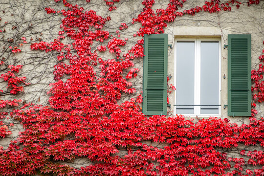 Ivy covered stone wall with green shutters and window