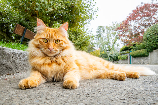 Ginger longhair cat relaxing on a quiet park pathway