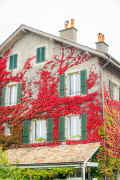 Autumn ivy covered house facade with green shutters