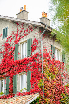 Charming ivy-covered house facade with red autumn vine