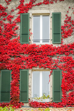 Charming house facade with green shutters and red ivy
