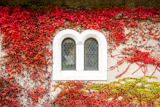 Ivy covered stone wall with arched window in autumn