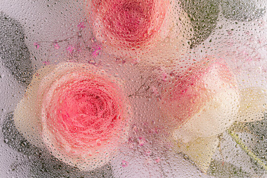Water-covered roses with a floral background