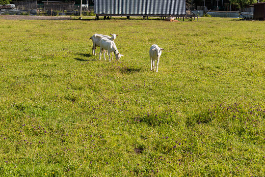 Three goat grazing on green pasture near rural farm shed