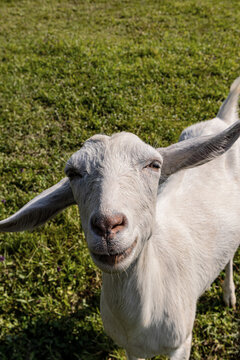 White goat portrait in sunny pasture with green grass