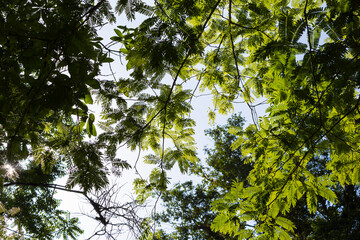 Fototapeta premium Sunlight filtering through delicate green compound leaves against a dark forest background.