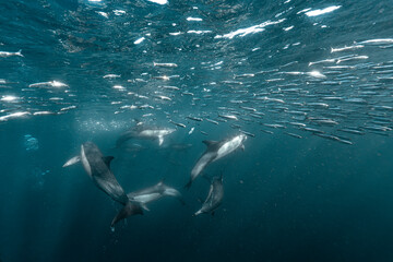 Naklejka premium Common dolphins hunting beneath a sardine bait ball during the annual Sardine Run, South Africa