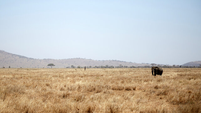 Lone elephant in Serengeti savanna on Tanzania safari