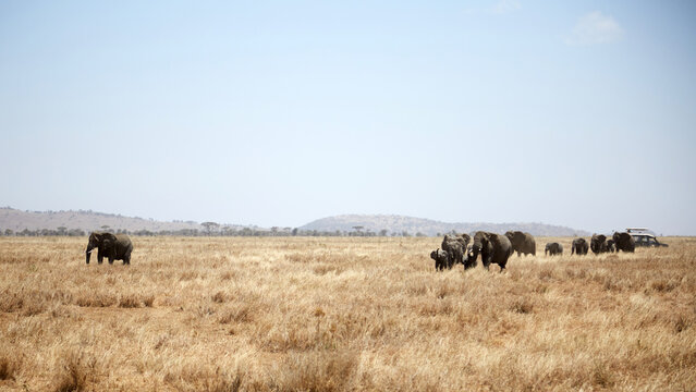 African elephant herd roaming the Serengeti savanna