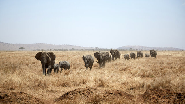 Elephant herd crossing Serengeti savanna in Tanzania