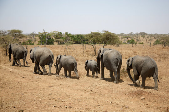 Elephant herd walking across Serengeti savanna, Tanzania