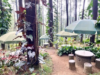 Rustic Tree Stump Tables With Green Umbrellas in Lush Pine Forest Cafe Surrounded by Tropical Plants © Yuni