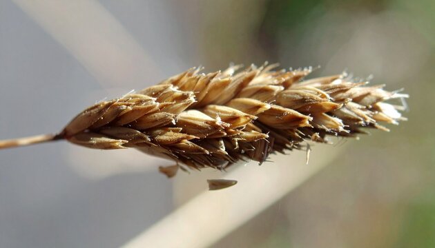 A close plan for the seed of grass, where every deepening and convexity