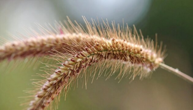 A close plan for the seed of grass, where every deepening and convexity
