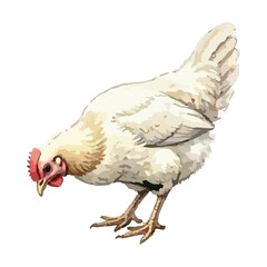 Watercolor vector illustration of a chicken © Menhikki