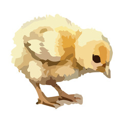 Watercolor vector illustration of a chicken © Menhikki