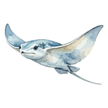 Vector watercolor illustration of a stingray