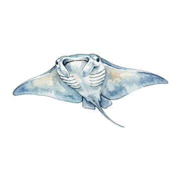 Vector watercolor illustration of a stingray