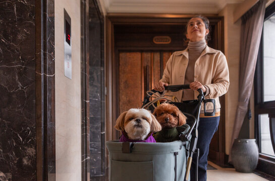 Woman pushes stroller with two adorable dogs indoors