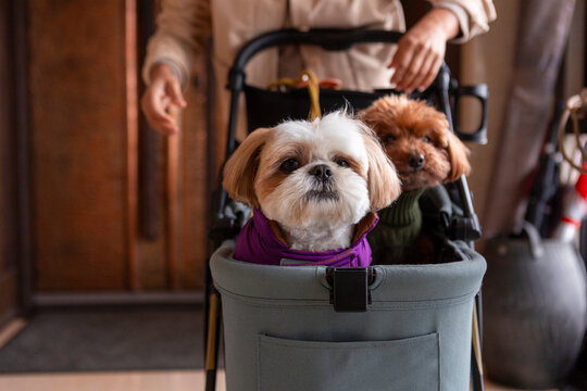 Dogs in stroller with owner inside home