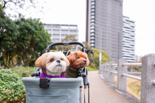 Adorable dogs in a stroller on a city path in Taiwan